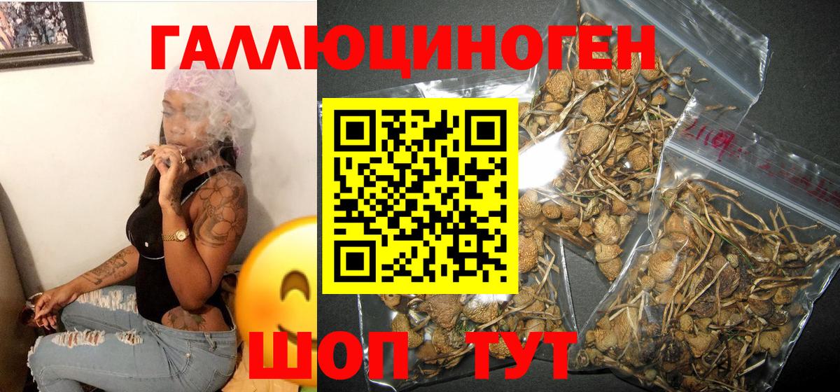 Темрюк  что такое   Вход с VPN  Псилоцибиновые грибы Psilocybine cubensis  Галлюциногенные грибы Psilocybe 